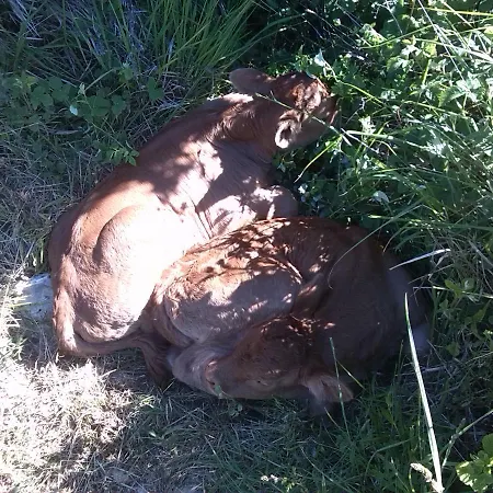 La Guinza - Pool & Relax