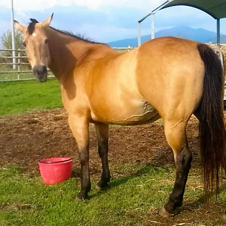 La Guinza - Pool & Relax Feriegård *