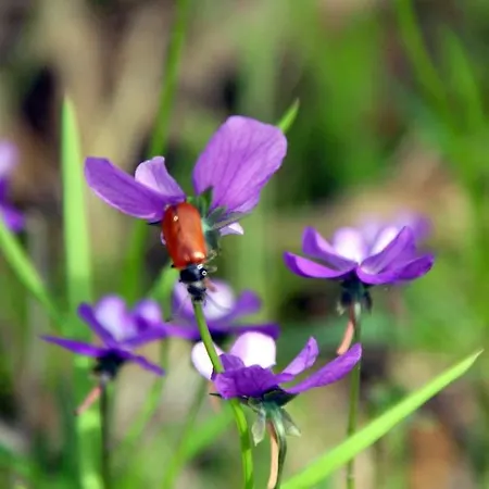 Feriegård La Guinza - Pool & Relax *