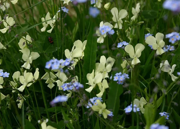 La Guinza - Pool & Relax Çiftlik konaklama *