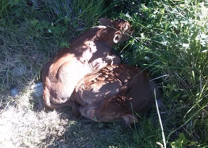 La Guinza - Pool & Relax