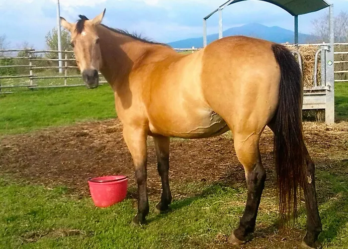 La Guinza - Pool & Relax Çiftlik konaklama *