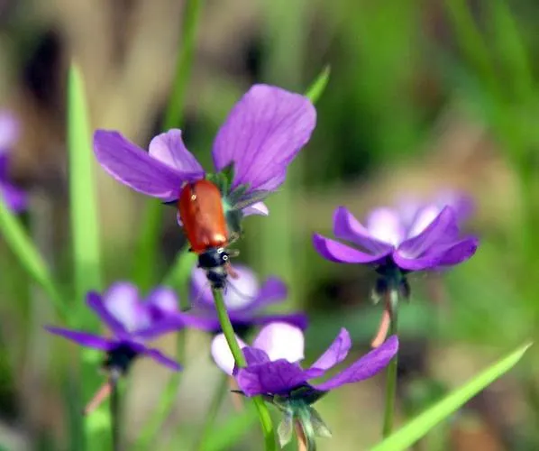 Çiftlik konaklama La Guinza - Pool & Relax *